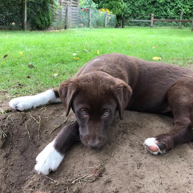 Enia - brown labrador