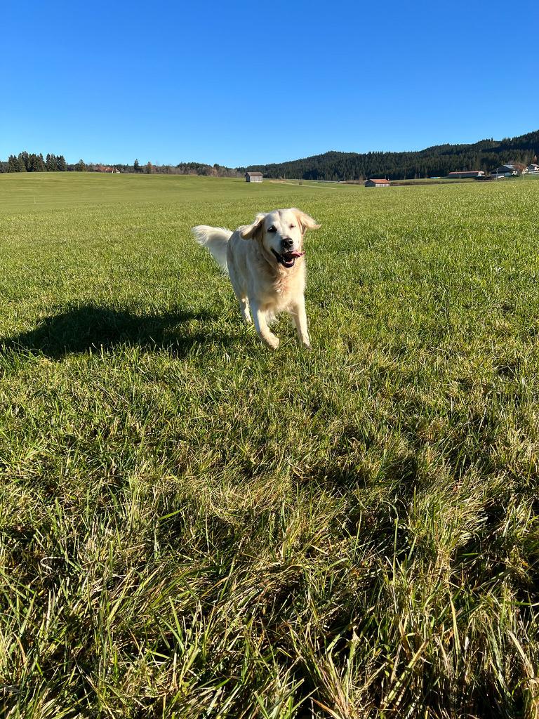 Golden Retriever Sammy