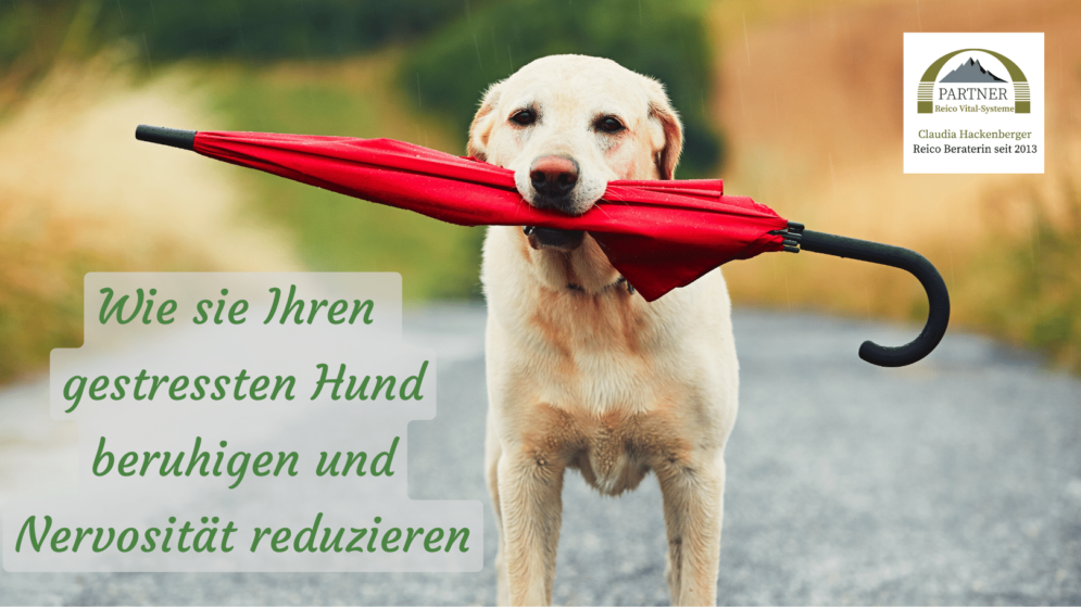 Gestressten Hund beruhigen