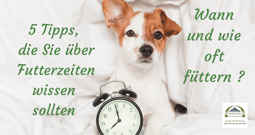 5 Tipps zu Futterzeiten für Hunde, die die Frage beantworten, wann sie Ihren Hund füttern sollen