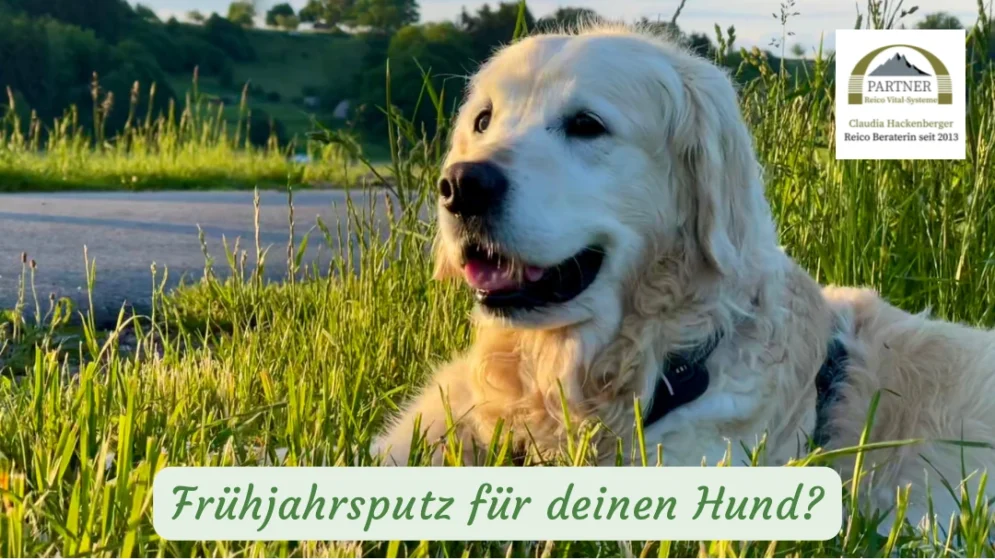 Leberreinigung für den Hund