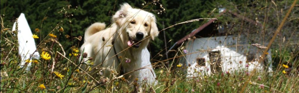 Cory im Gebirge mit Gras