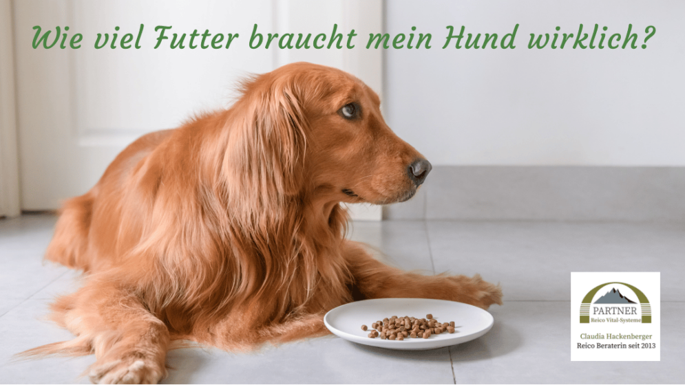 hund schaut auf fast leeren teller - finde mit der Fütterungsempfehlung und Futterrechner die optimale Futtermenge