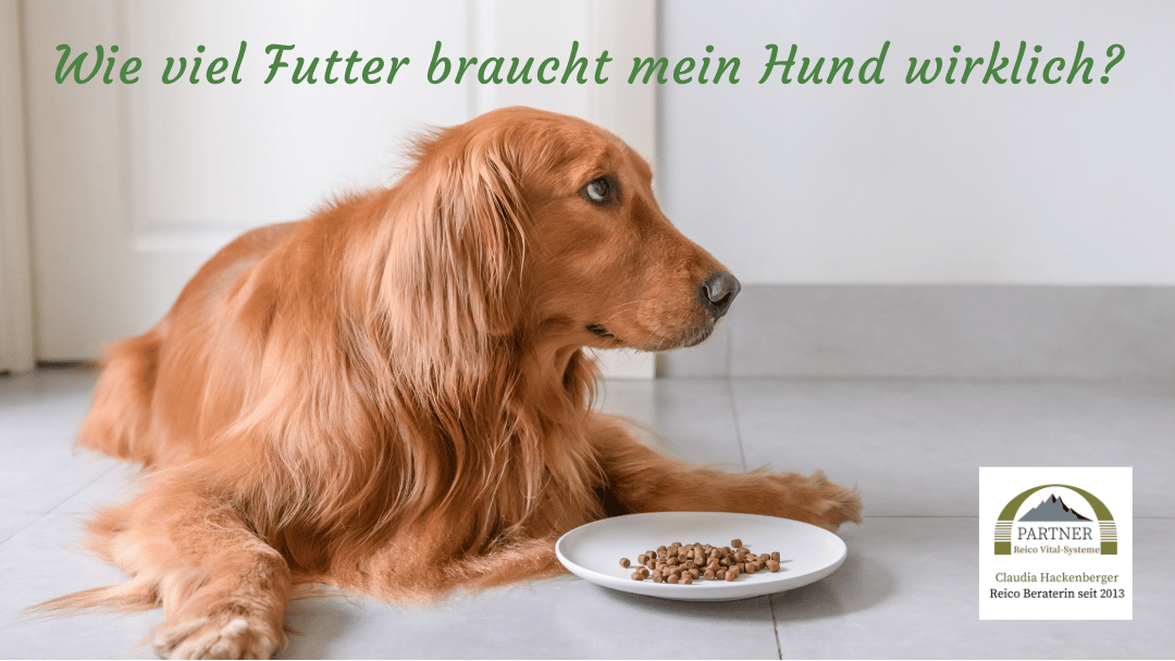 hund schaut auf fast leeren teller - finde mit der Fütterungsempfehlung und Futterrechner die optimale Futtermenge