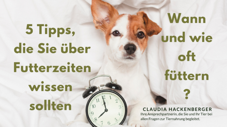 5 Tipps, was Hundebesitzer über Fütterungszeiten wissen sollten