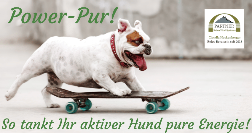 Power Pur für Ihren aktiven Hund