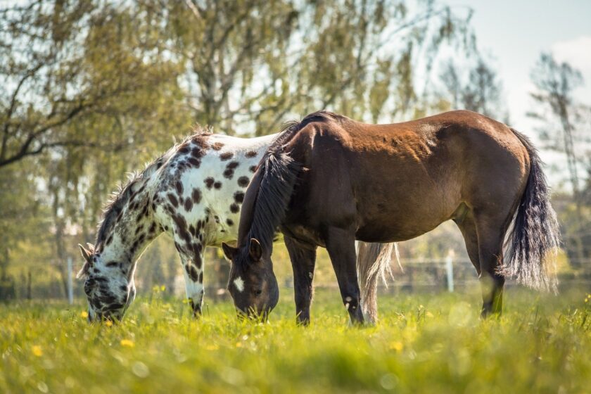 Mangime integrativo con erbe e prodotti per la cura dei cavalli