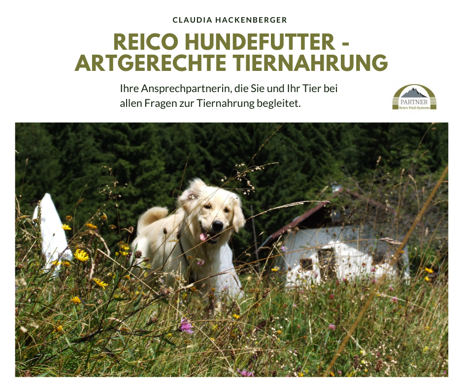 Unser Cory , ein Golden Retriever gefüttert mit Reico Hundefutter 🐕